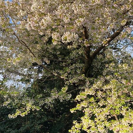 오시마 Ｏｋｕｎｏ Ｉｅ 아파트 외부 사진